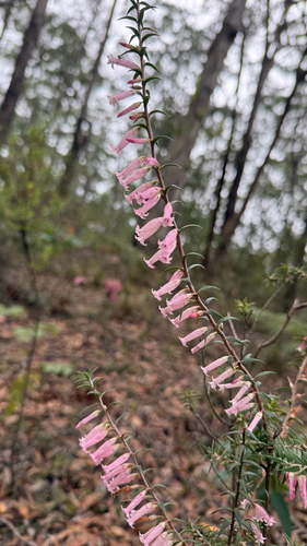 Common Heath (Epacris impressa)