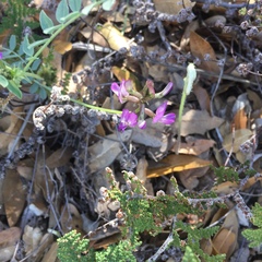 Astragalus nothoxys