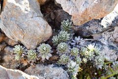 Leucogenes leontopodium