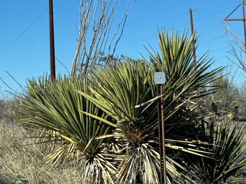 Arizona Yucca (Yucca baccata)