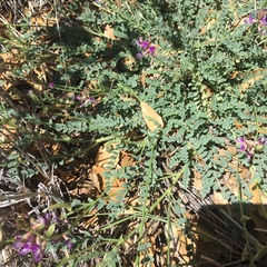 Astragalus nothoxys