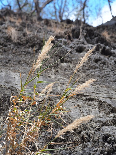 Arundo formosana, photograph 6