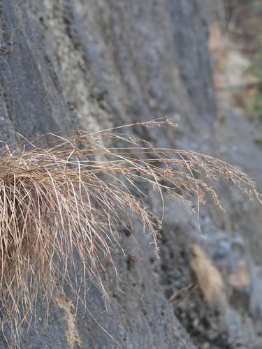 Cymbopogon tortilis, photograph 4