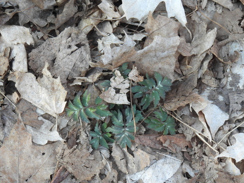 Eastern Waterleaf (Hydrophyllum virginianum)