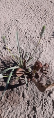 Plantago patagonica