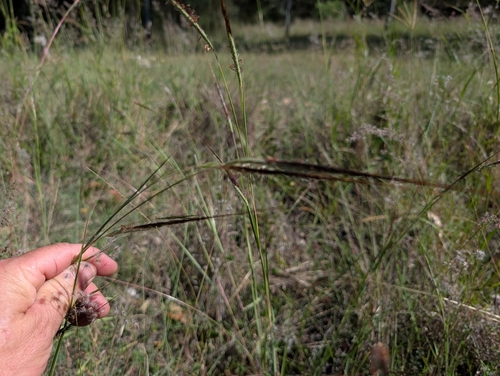 tanglehead (Heteropogon contortus)