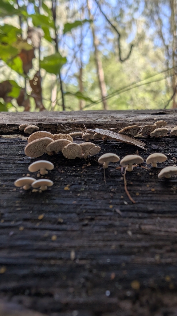 Panellus luxfilamentus · April 2026 · photo: © teacay (iNaturalist, cc-by-nc)