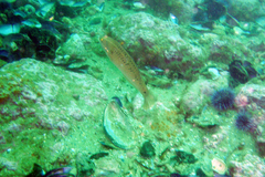 Halichoeres semicinctus