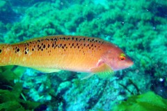 Halichoeres semicinctus