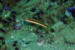 Rock Wrasse photo 2