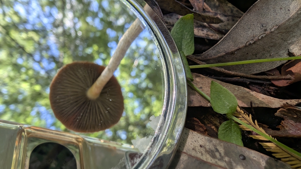 Leratiomyces ceres · April 2026 · photo: © teacay (iNaturalist, cc-by-nc)
