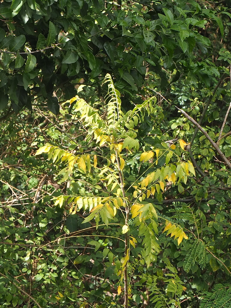 dâu da xoan – Clausena excavata