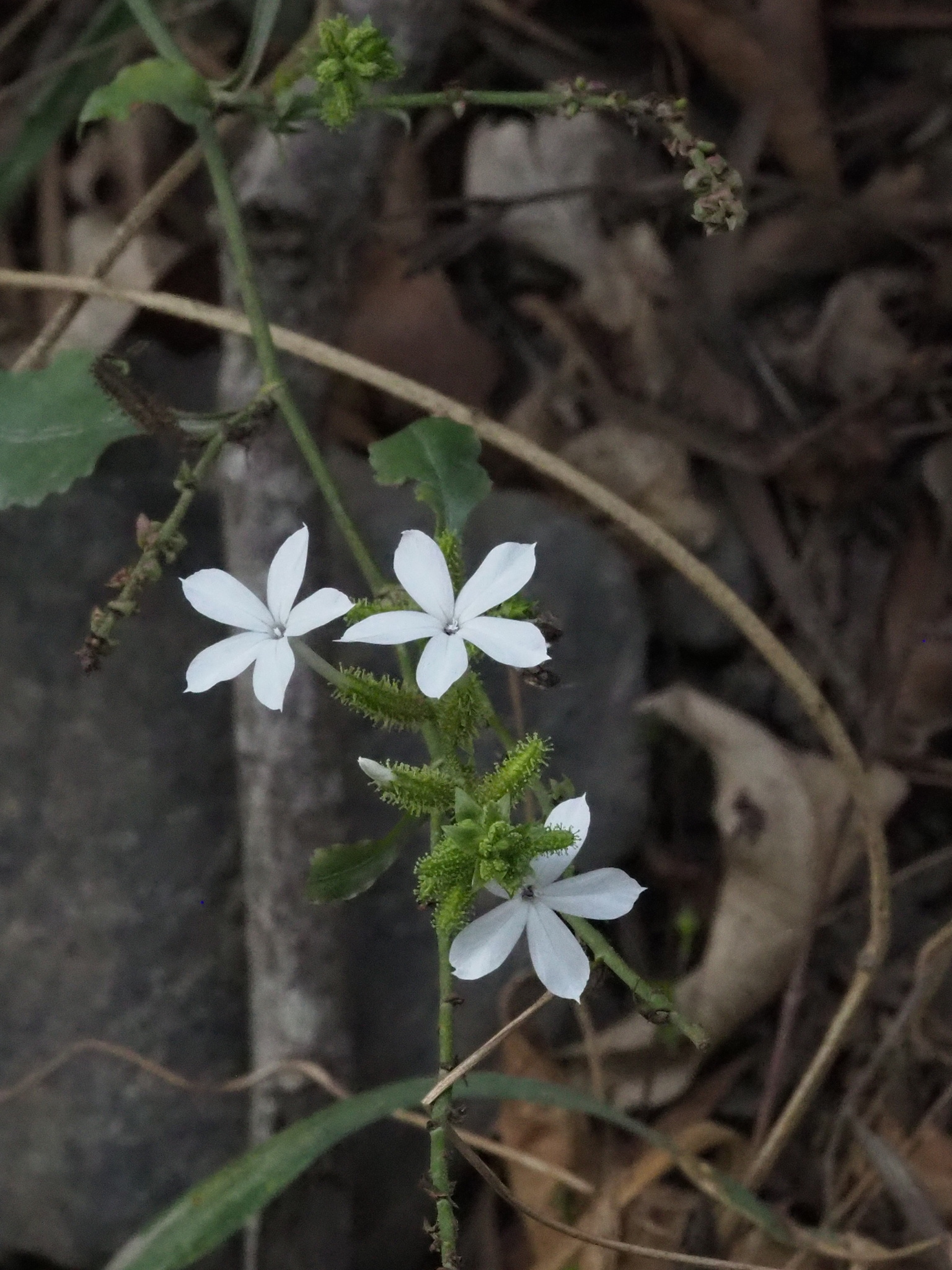Wild Leadwort (Plumbago zeylanica)