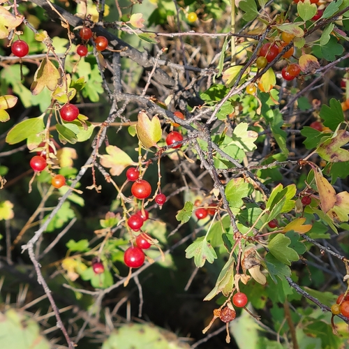 Golden Currant (Ribes aureum)