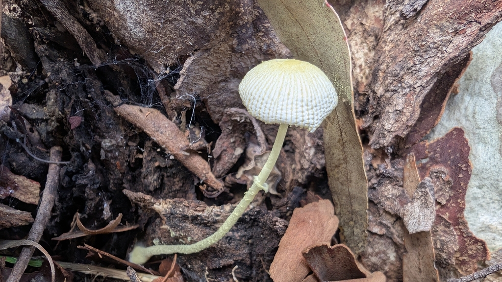 Leucocoprinus fragilissimus · April 2026 · photo: © teacay (iNaturalist, cc-by-nc)