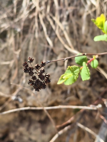 Spiraea fritschiana