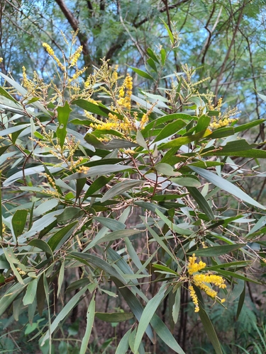 Acacia spirorbis (Acacia spirorbis)