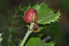 Plagiotrochus quercusilicis