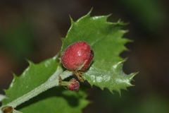 Plagiotrochus quercusilicis