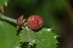 Plagiotrochus quercusilicis