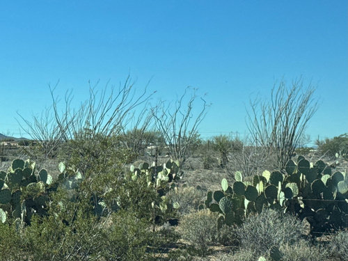 ocotillo (Fouquieria splendens)