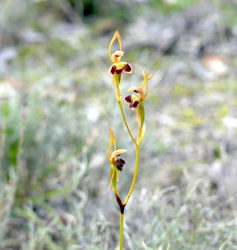 Hare Orchid (Leporella fimbriata)