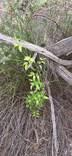 African Asparagus Fern (Asparagus asparagoides)