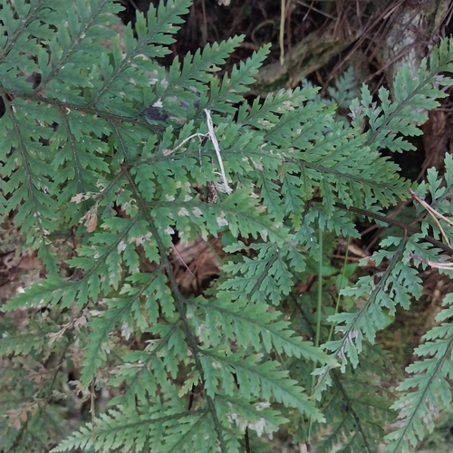 smooth shield fern (Parapolystichum glabellum)