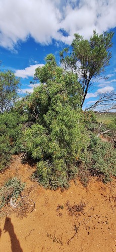 Native apricot (Pittosporum angustifolium)