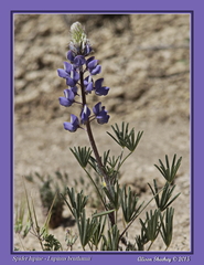Lupinus benthamii