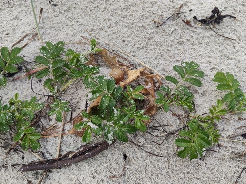 Sand bidibid (Acaena pallida)
