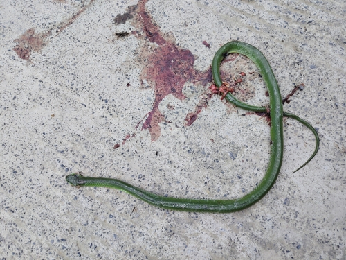 Chinese Green Snake