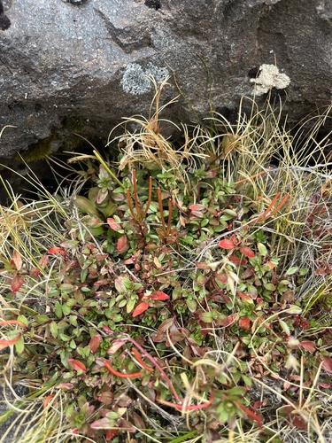 Epilobium glabellum observed 2026-04-11