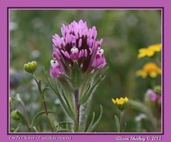 Castilleja exserta exserta