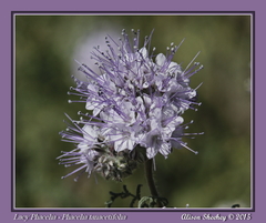 Phacelia tanacetifolia