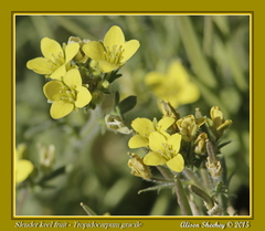 Tropidocarpum gracile