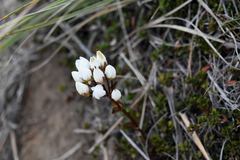 Gentianella montana ionostigma