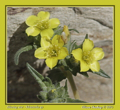Mentzelia eremophila