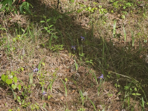 Dwarf Iris (Iris verna)