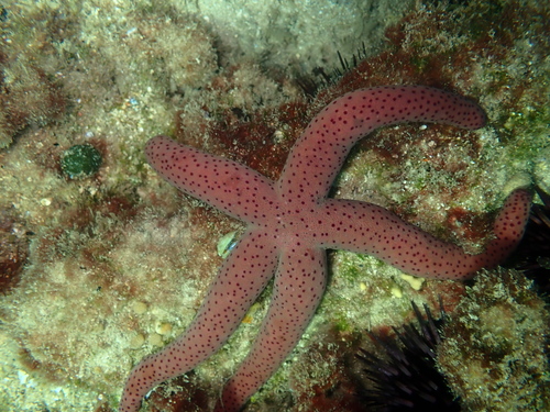 Echinaster varicolor observed 2026-04-11