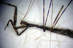 Ploiaria antipodum