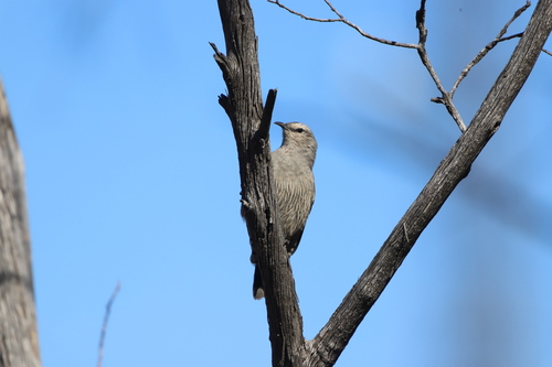 Brown Treecreeper (Climacteris picumnus), photo 5