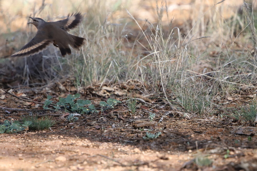 Brown Treecreeper (Climacteris picumnus), photo 6