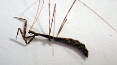 Ploiaria antipodum