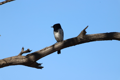 Hooded Robin (Melanodryas cucullata), photo 4