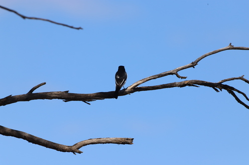Hooded Robin (Melanodryas cucullata), photo 5