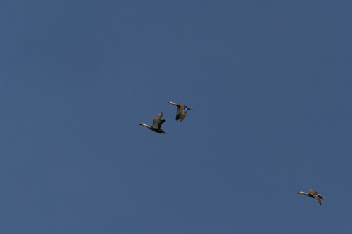 Eastern Spot-billed Duck