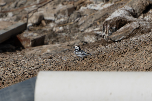 White Wagtail