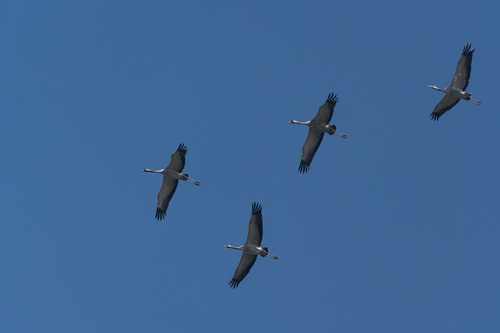 Common Crane