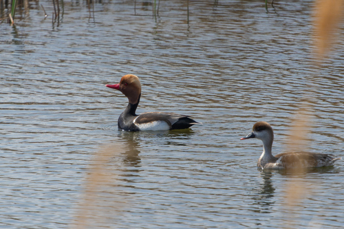 Red-crested Pochard